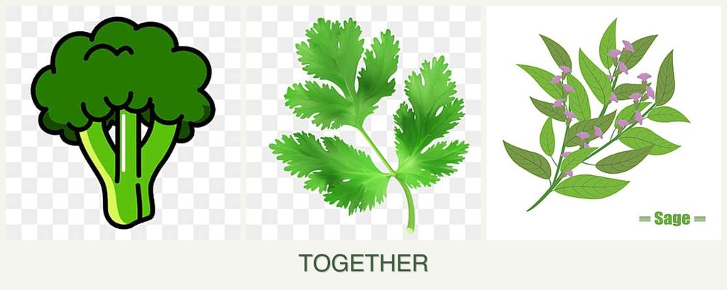 Can you plant broccoli, parsley and sage together?