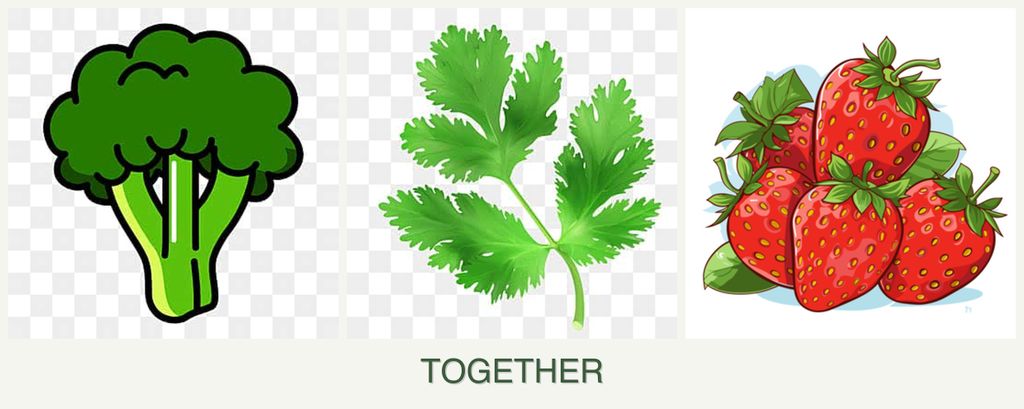 Can you plant broccoli, parsley and strawberries together?