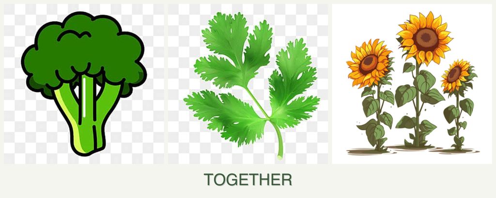 Can you plant broccoli, parsley and sunflowers together?