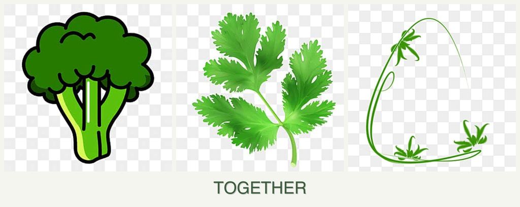 Can you plant broccoli, parsley and tarragon together?