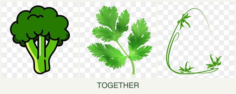 Can you plant broccoli, parsley and tarragon together?