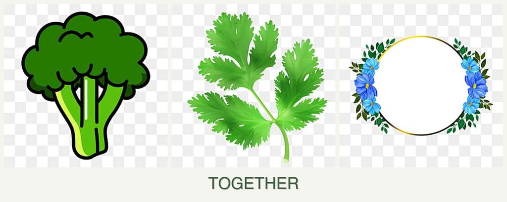 Can you plant broccoli, parsley and zinnias together?