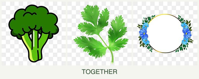 Can you plant broccoli, parsley and zinnias together?