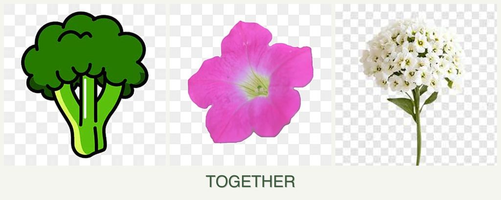 Can you plant broccoli, petunias and alyssum together?