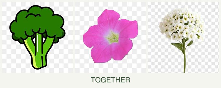 Can you plant broccoli, petunias and alyssum together?