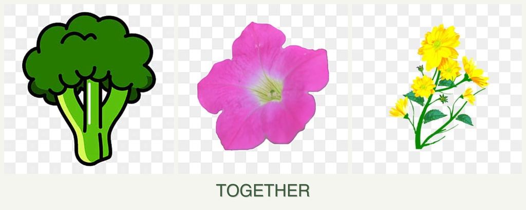Can you plant broccoli, petunias and calendula together?