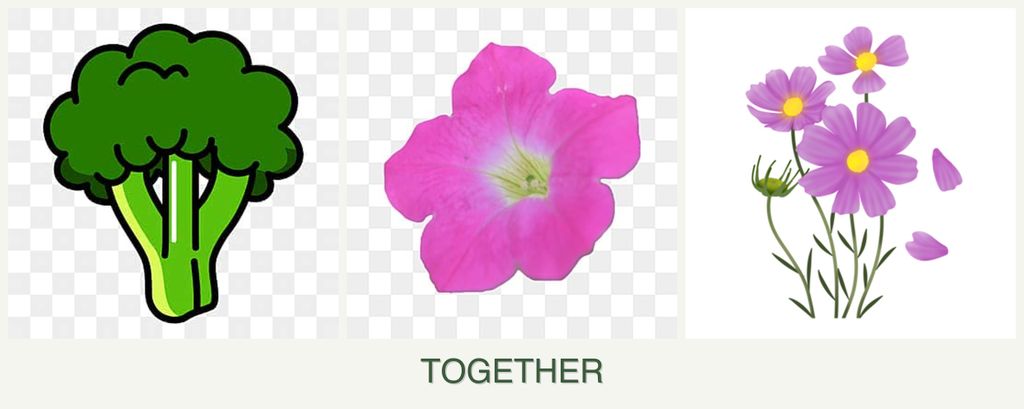 Can you plant broccoli, petunias and cosmos together?