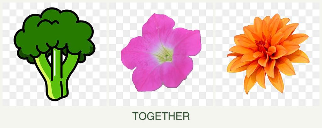 Can you plant broccoli, petunias and dahlias together?