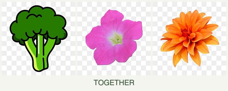 Can you plant broccoli, petunias and dahlias together?