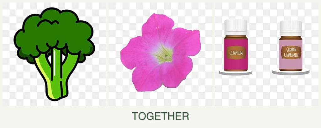 Can you plant broccoli, petunias and geraniums together?