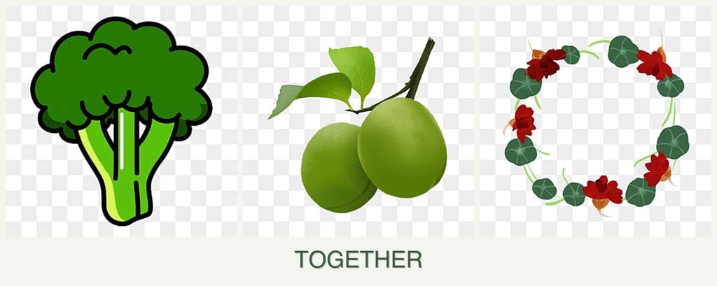 Can you plant broccoli, plums and nasturtiums together?