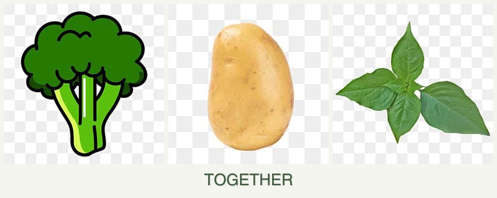 Can you plant broccoli, potatoes and basil together?