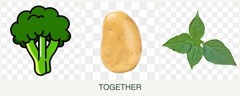 Can you plant broccoli, potatoes and basil together?
