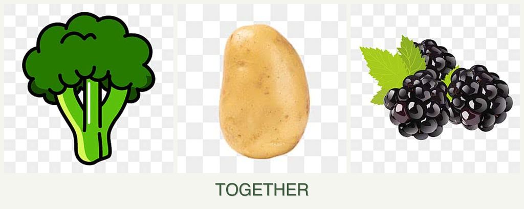 Can you plant broccoli, potatoes and blackberries together?