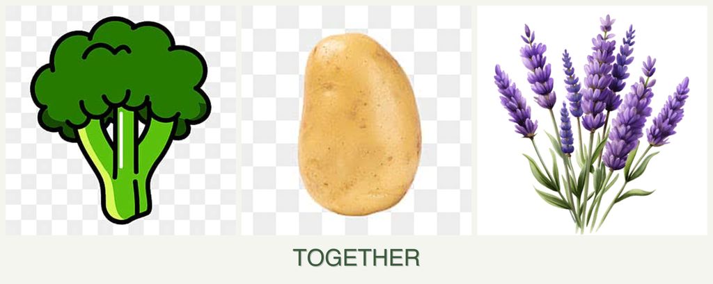 Can you plant broccoli, potatoes and lavender together?