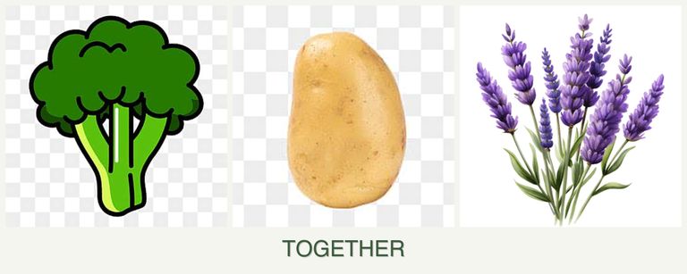 Can you plant broccoli, potatoes and lavender together?