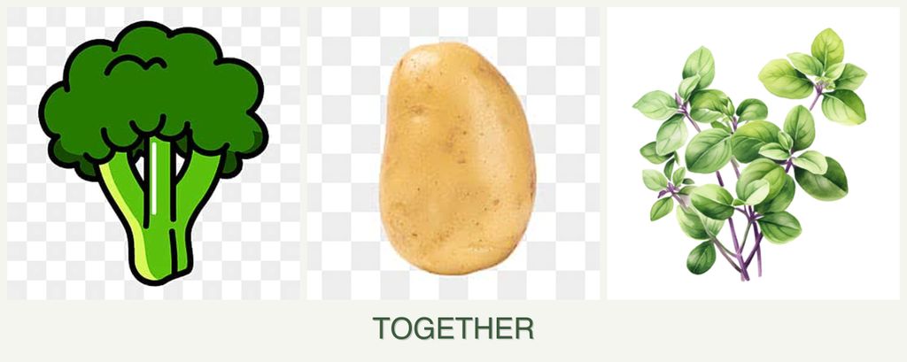 Can you plant broccoli, potatoes and oregano together?