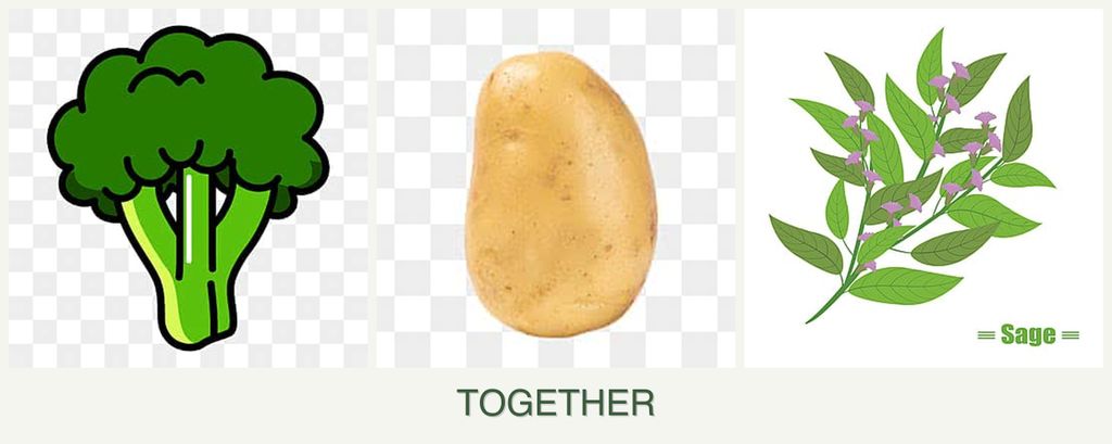 Can you plant broccoli, potatoes and sage together?