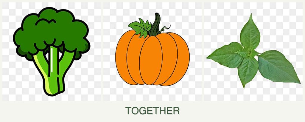 Can you plant broccoli, pumpkin and basil together?