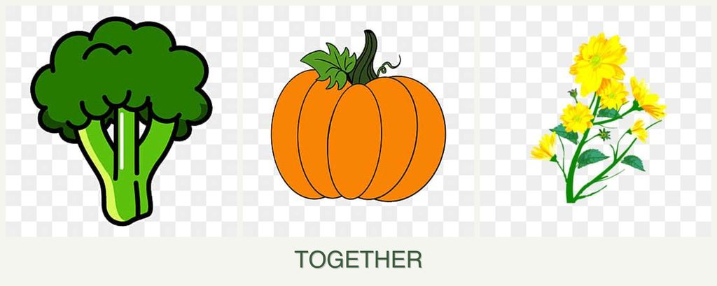 Can you plant broccoli, pumpkin and calendula together?