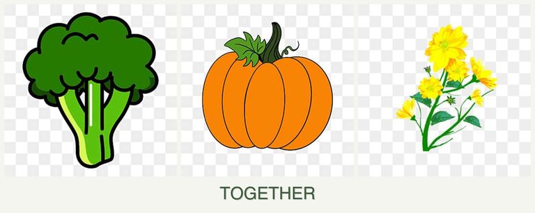 Can you plant broccoli, pumpkin and calendula together?