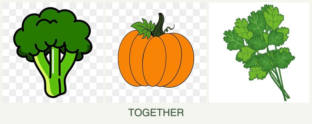 Can you plant broccoli, pumpkin and cilantro together?