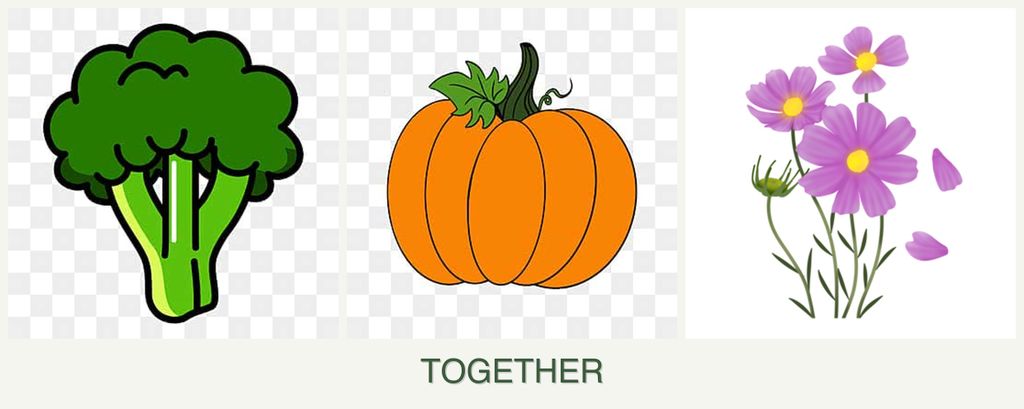 Can you plant broccoli, pumpkin and cosmos together?