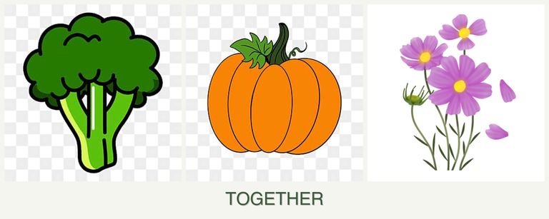Can you plant broccoli, pumpkin and cosmos together?
