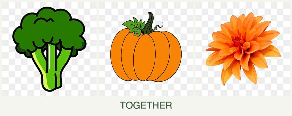 Can you plant broccoli, pumpkin and dahlias together?