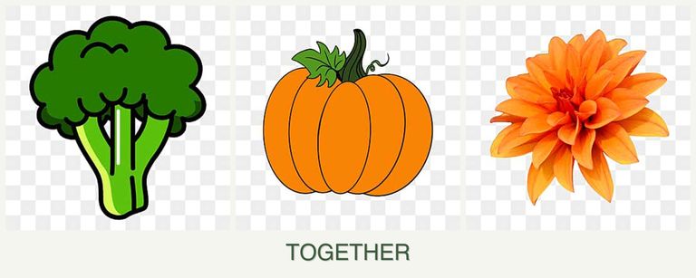 Can you plant broccoli, pumpkin and dahlias together?