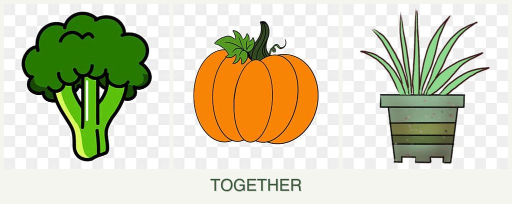 Can you plant broccoli, pumpkin and lemongrass together?