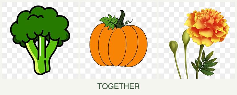Can you plant broccoli, pumpkin and marigolds together?