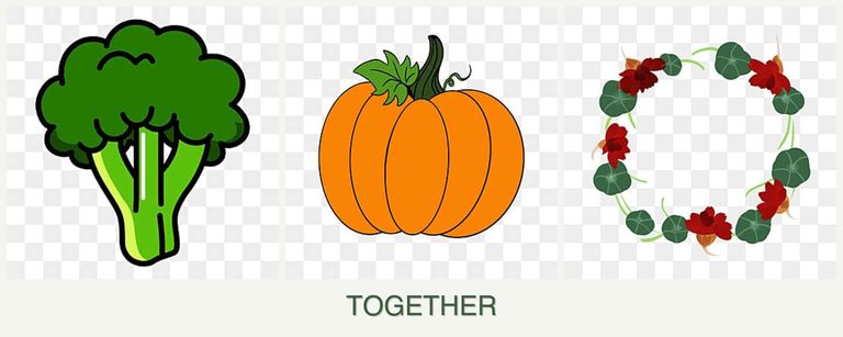 Can you plant broccoli, pumpkin and nasturtiums together?