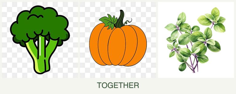 Can you plant broccoli, pumpkin and oregano together?