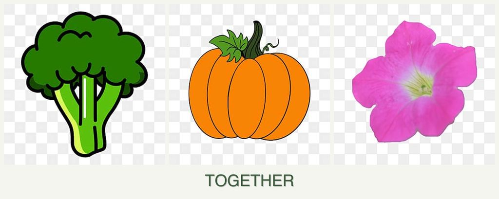 Can you plant broccoli, pumpkin and petunias together?