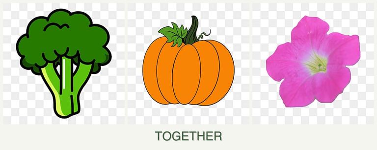 Can you plant broccoli, pumpkin and petunias together?
