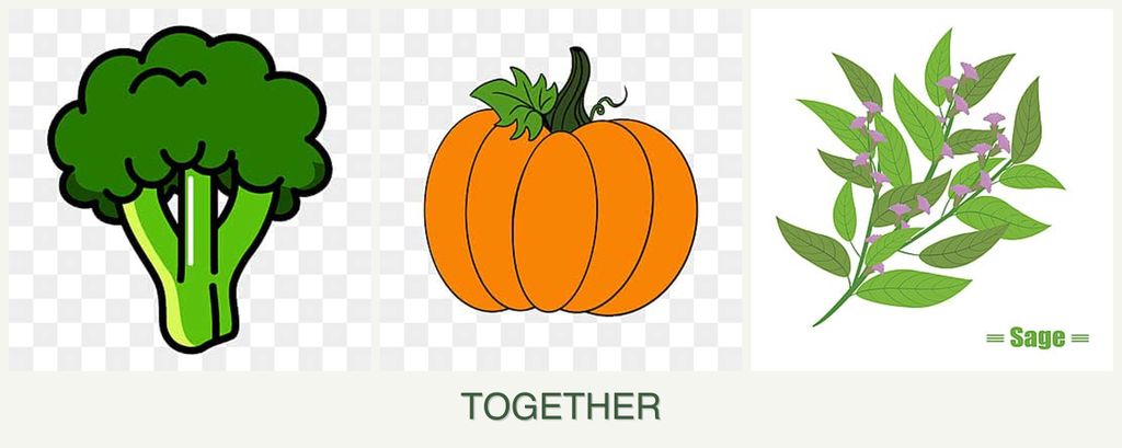 Can you plant broccoli, pumpkin and sage together?