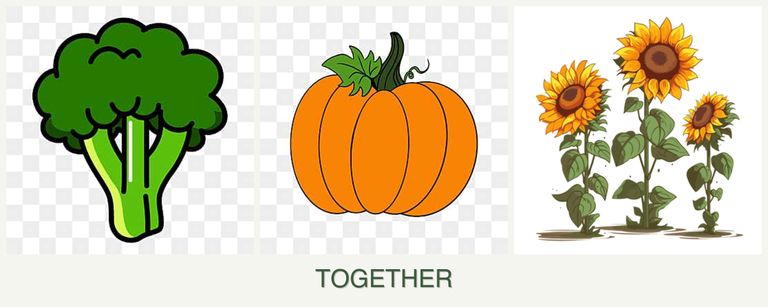 Can you plant broccoli, pumpkin and sunflowers together?