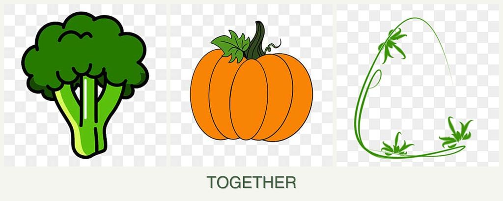 Can you plant broccoli, pumpkin and tarragon together?