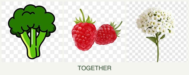 Can you plant broccoli, raspberries and alyssum together?