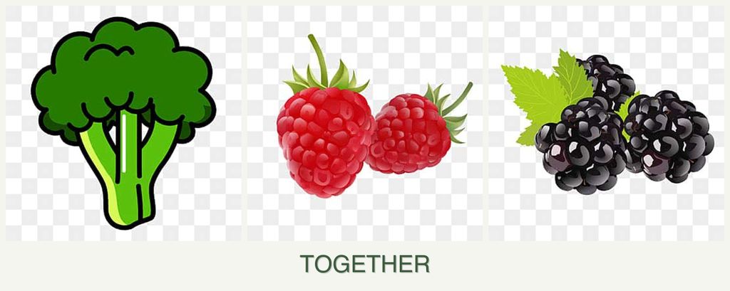 Can you plant broccoli, raspberries and blackberries together?