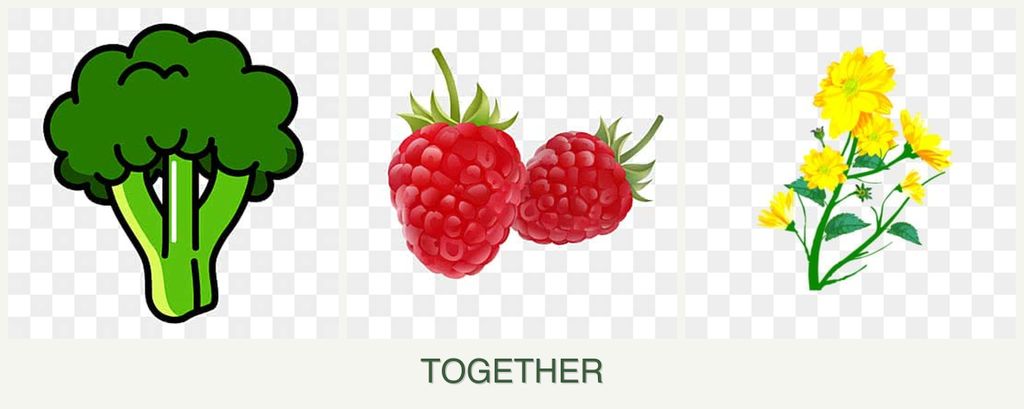 Can you plant broccoli, raspberries and calendula together?