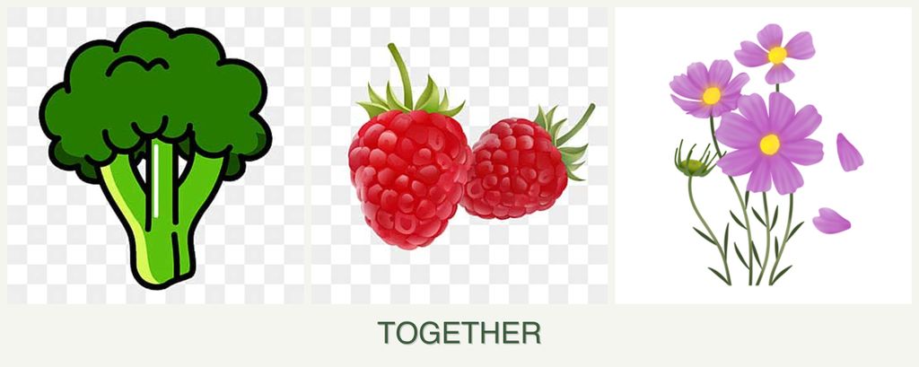 Can you plant broccoli, raspberries and cosmos together?