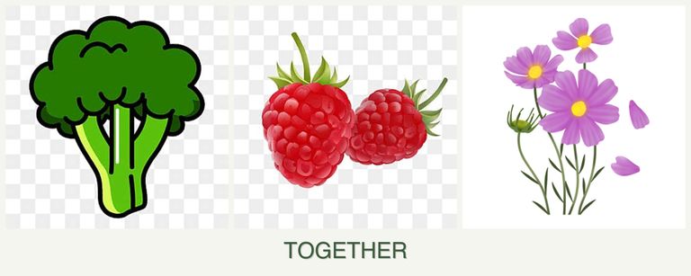 Can you plant broccoli, raspberries and cosmos together?