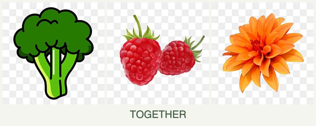 Can you plant broccoli, raspberries and dahlias together?