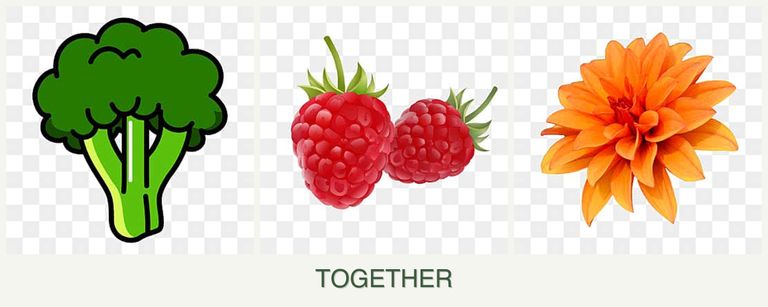 Can you plant broccoli, raspberries and dahlias together?