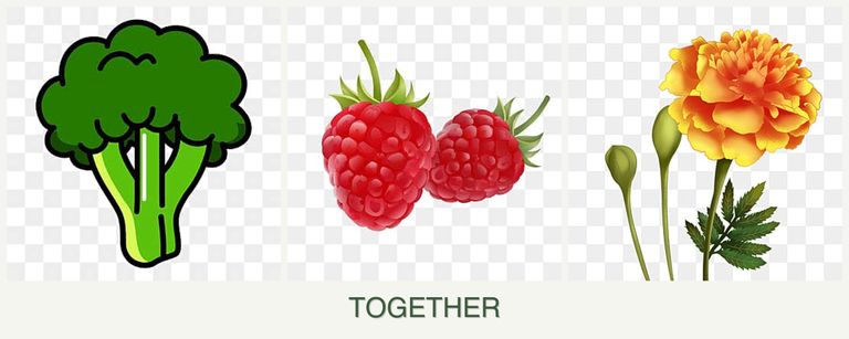 Can you plant broccoli, raspberries and marigolds together?