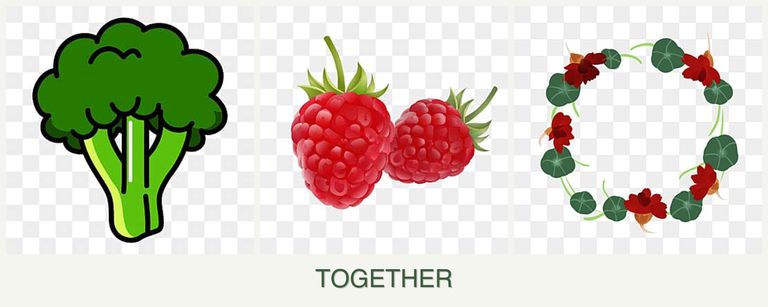 Can you plant broccoli, raspberries and nasturtiums together?