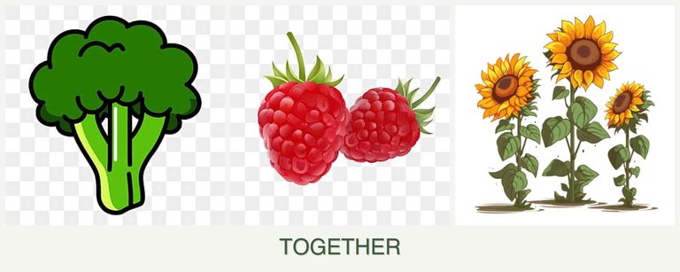 Can you plant broccoli, raspberries and sunflowers together?