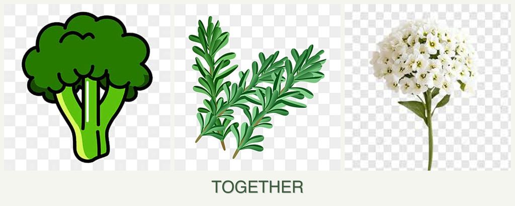 Can you plant broccoli, rosemary and alyssum together?